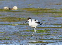 Avocet