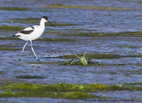 Avocet