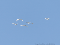 Whooper Swans