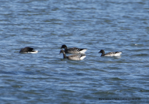 Brent Geese