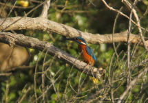 Kingfisher