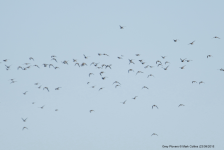 Grey Plovers