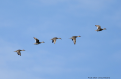 Pintails