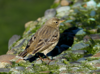 Rock Pipit