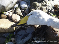 Whooper Swan