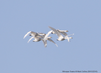 Whooper Swans