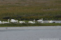 Whooper Swans