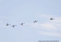 Whooper Swans