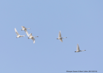 Whooper Swans