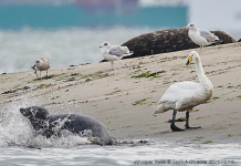 Whooper Swan