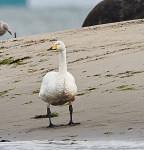 Whooper Swan