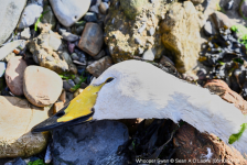 Whooper Swan