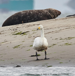 Whooper Swan