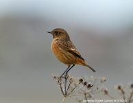 Stonechat