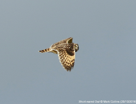 Short-eared Owl