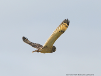 Short-eared Owl