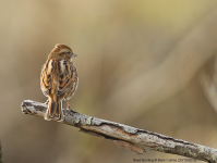 Reed Bunting