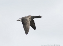 Brent Goose