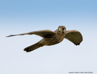 Kestrel