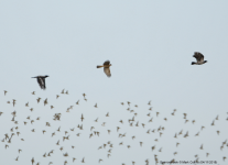 Sparrowhawk