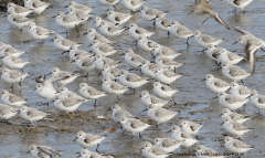 Sanderling