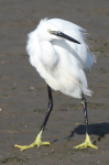 Little Egret