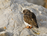 Turnstone