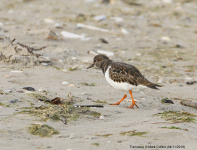 Turnstone