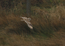 Short-eared Owl