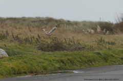 Short-eared Owl