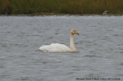 Whooper Swan