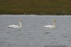 Whooper Swans