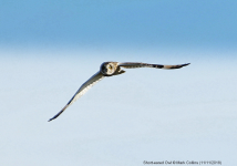 Short-eared Owl