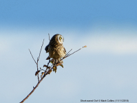 Short-eared Owl