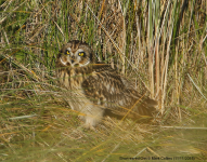 Short-eared Owl