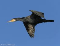 Cormorant