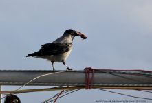 Hooded Crow