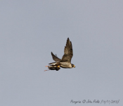 Peregrine