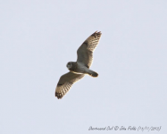 Short-eared Owl