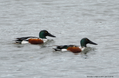 Shoveler