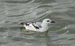 Black Guillemot