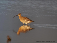 Curlew