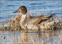 Pintail