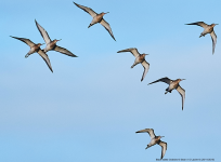 Black-tailed Godwits