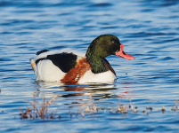 Shelduck