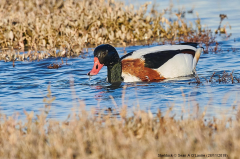 Shelduck