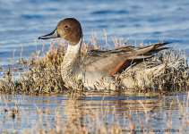 Pintail