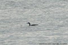 Great Northern Diver