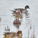 Wigeon