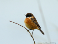 Stonechat